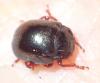 Chrysolina bankii